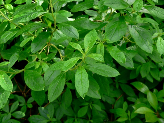 {Rhododendron pilosum}